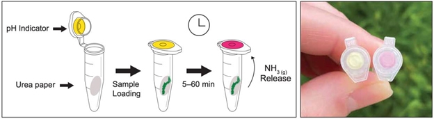 Rapid urease assay showing the position of the papers when testing samples (left panel; modified from https://doi.org/10.1111/1751-7915.13630), and an example of a positive reaction in the field (tube with a red indicator; right panel).