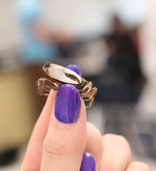 Fiddler crabs worked well for this activity because they are well- adapted to lose legs.