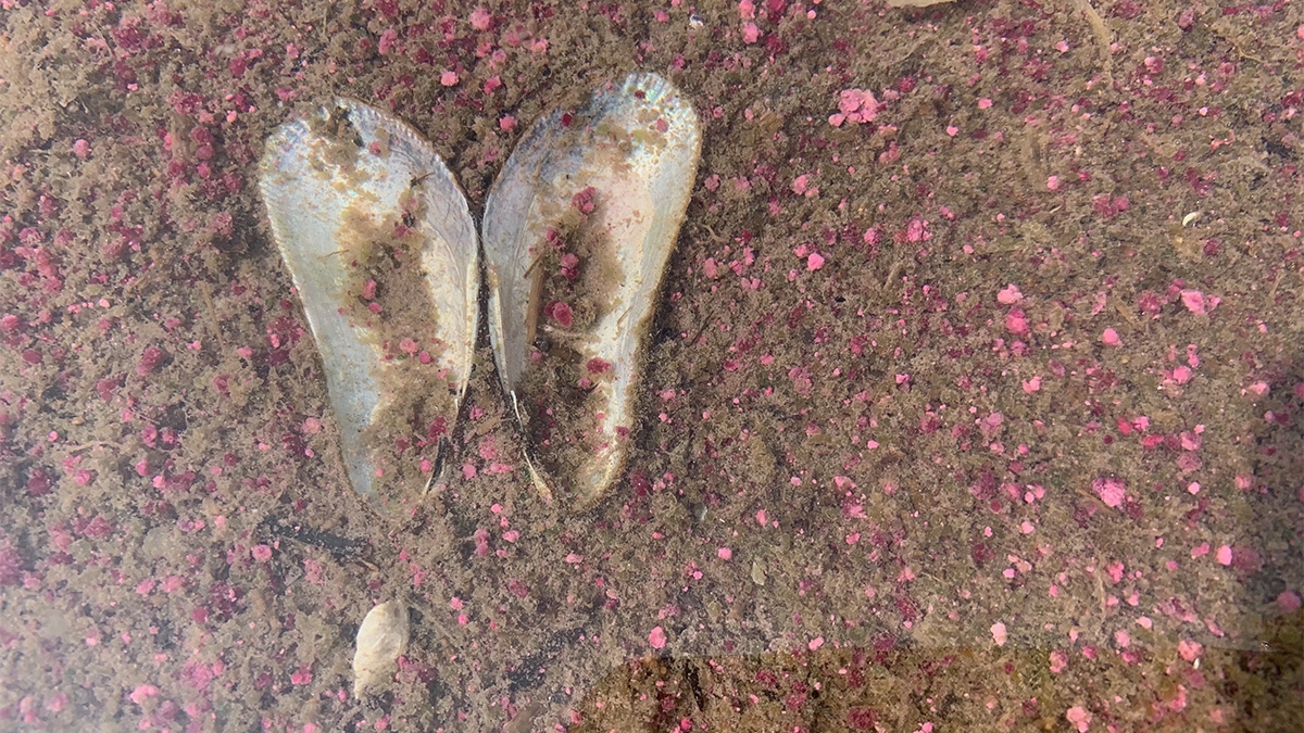 pink berries and shells