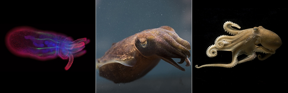 Wholemount staining of a growing Nematostella (Credit Karen Echeverri), Stumpy Cuttlefish (Tom Kleindinst), California Two-Spot Octopus (Kleindinst)