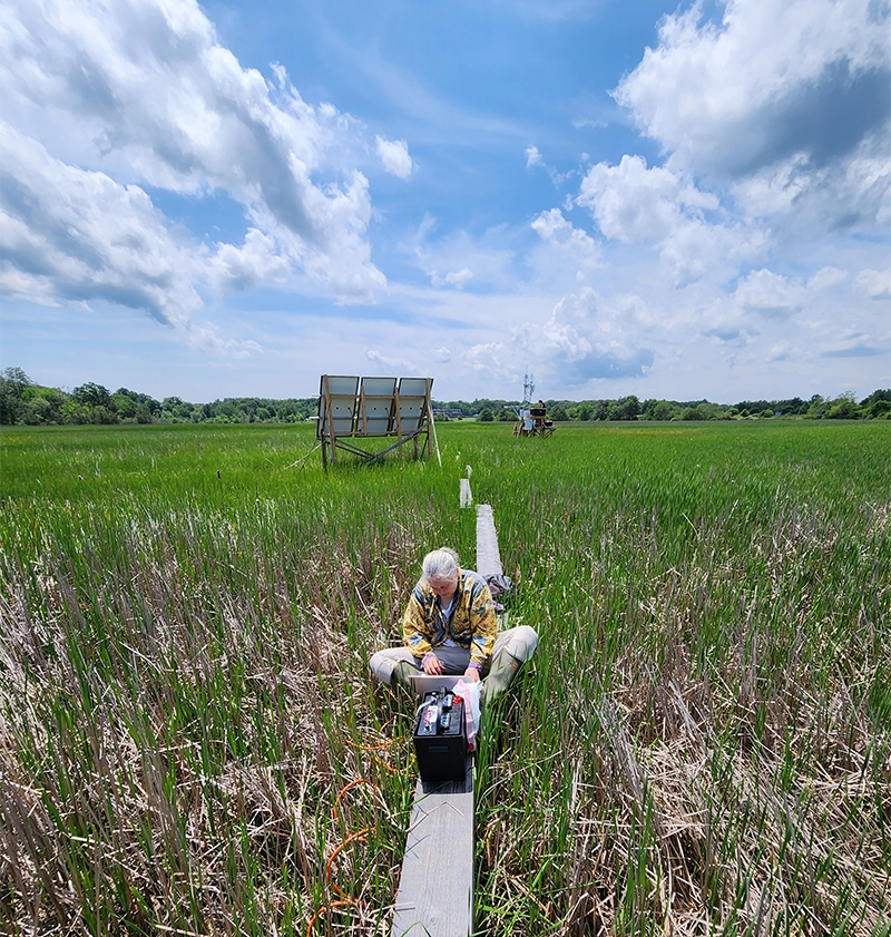 scientist in marsh