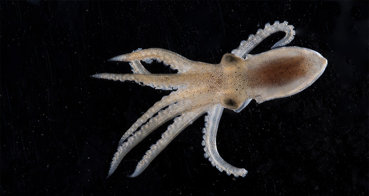 California two-spot octopus hatchlings