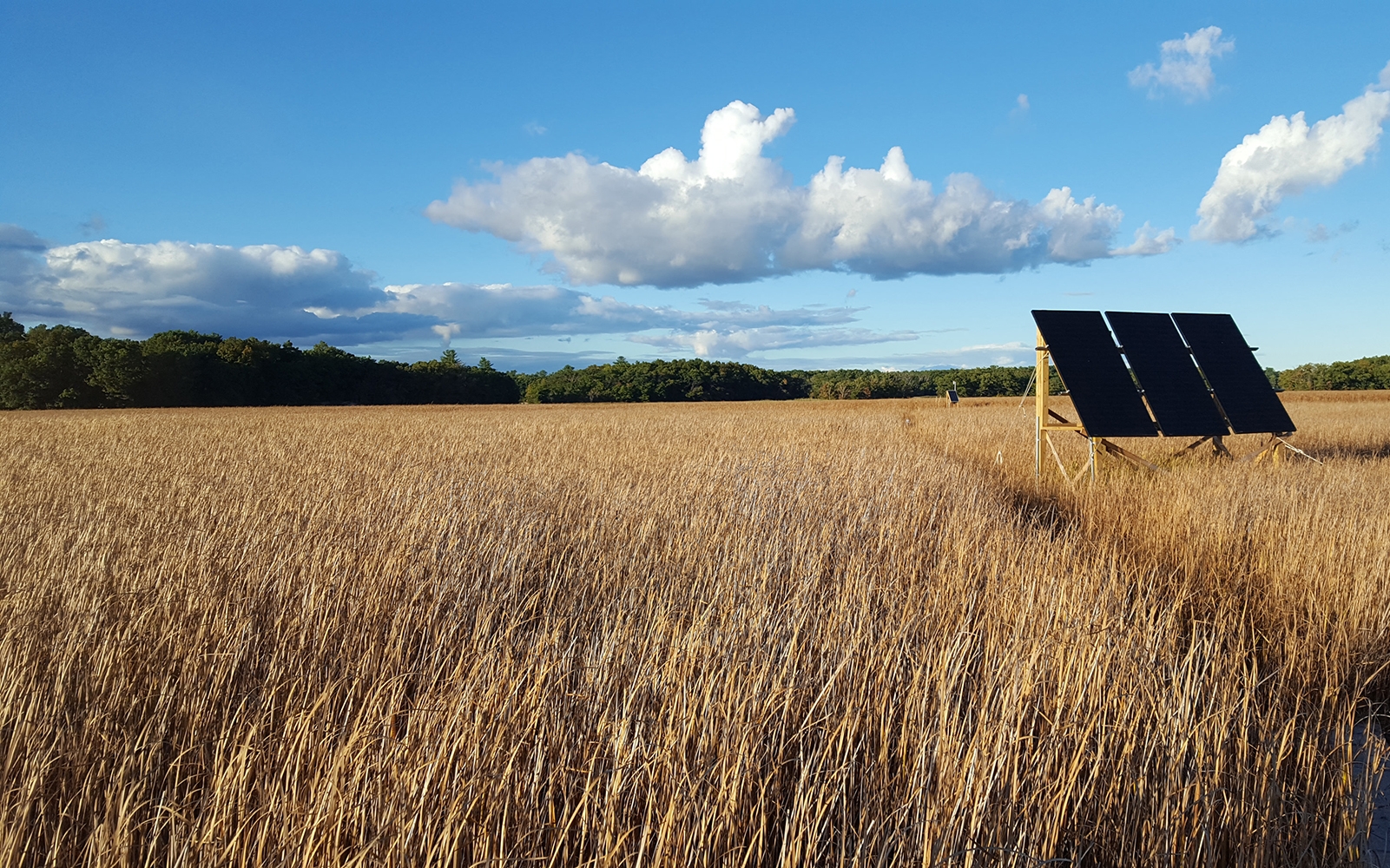 Solar panels in the Plum Island Sound cattail marsh power equipment for monitoring methane emissions. 