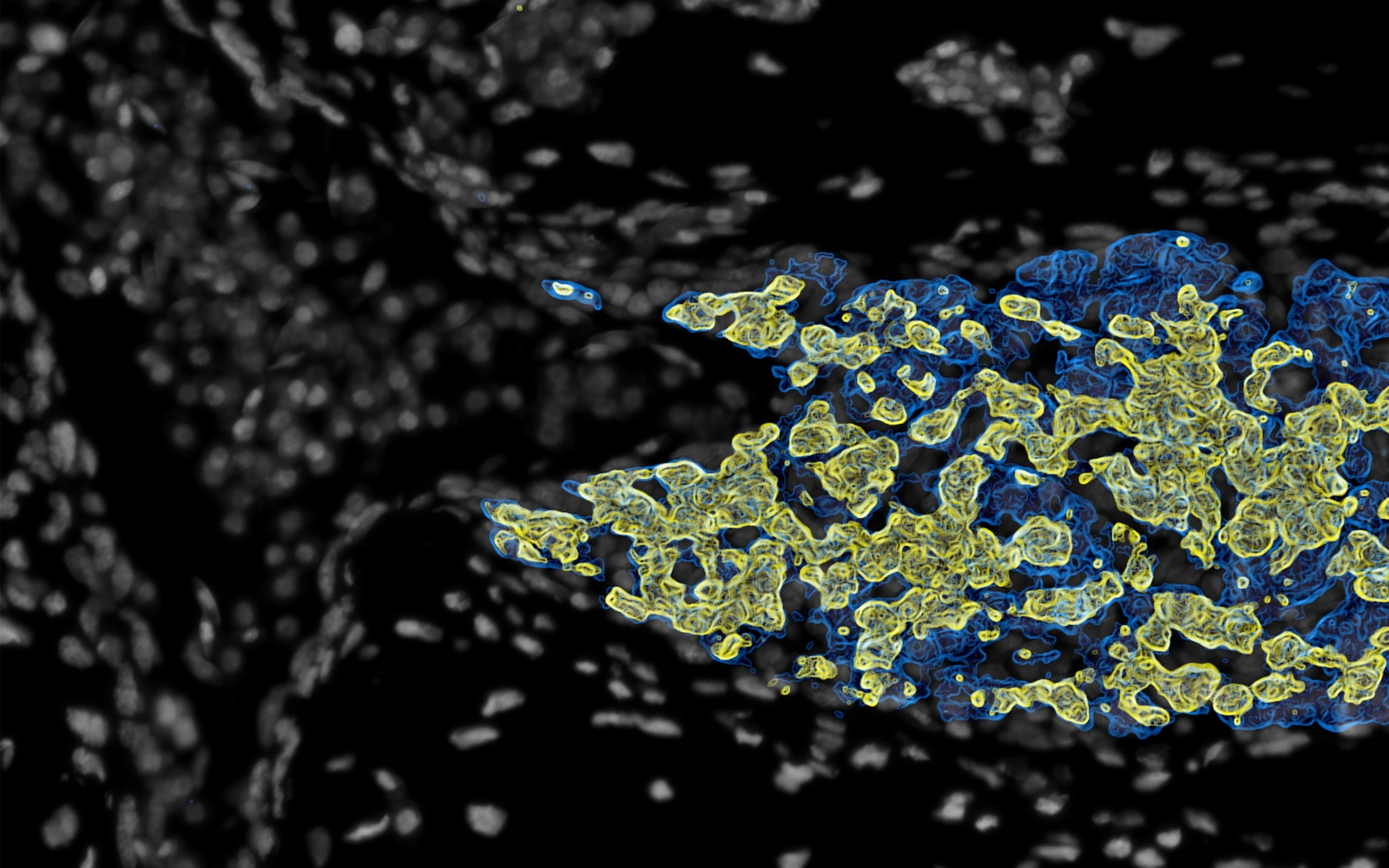 Chromaffin cells from the axillary gland of the skate (Leucoraja erinacea). 