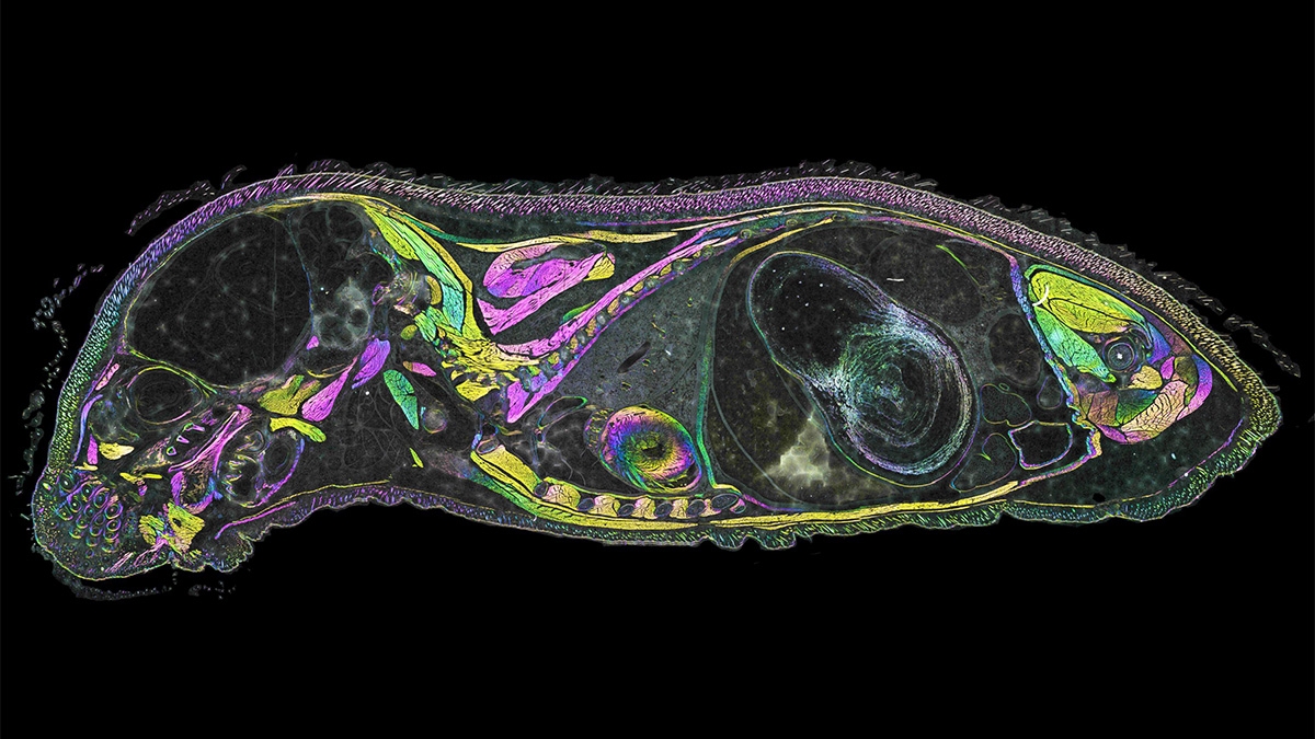 mouse sagittal