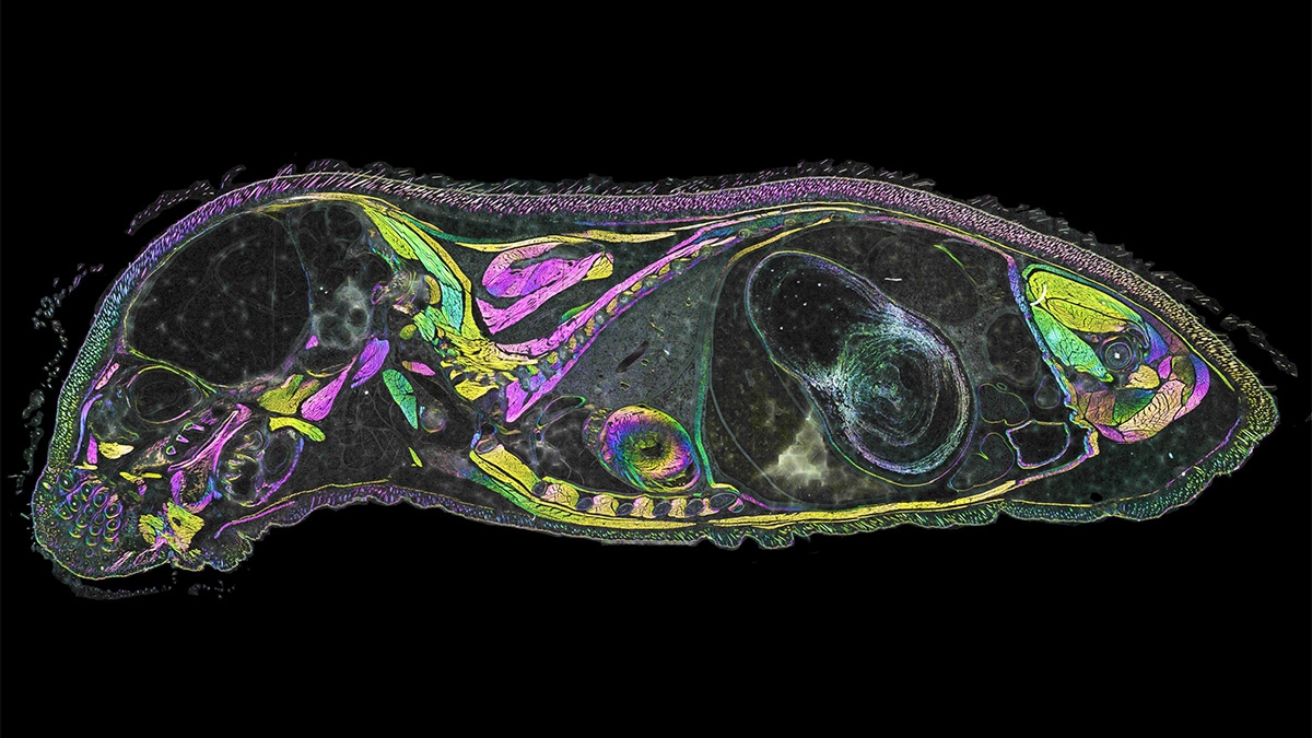 mouse sagittal 