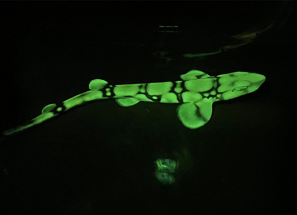 chain catshark