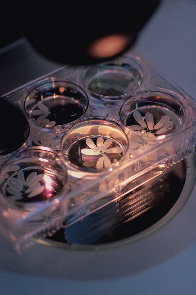 Octopus eggs on a microscope stage