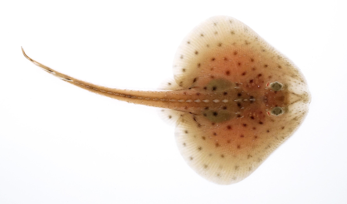 little skate hatchlling