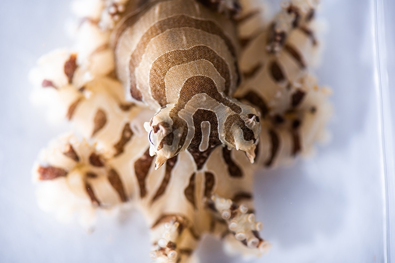 Lesser Pacific striped octopus (Octopus chierchiae).