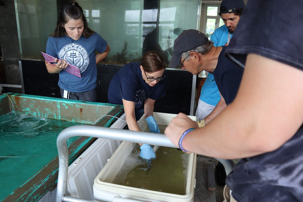 Lisa Abbo checks on an anesthesized striped bass in a cooler.