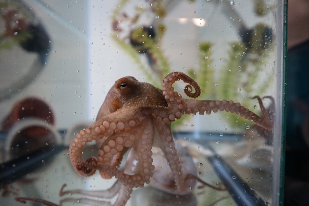 A California two-spot octopus