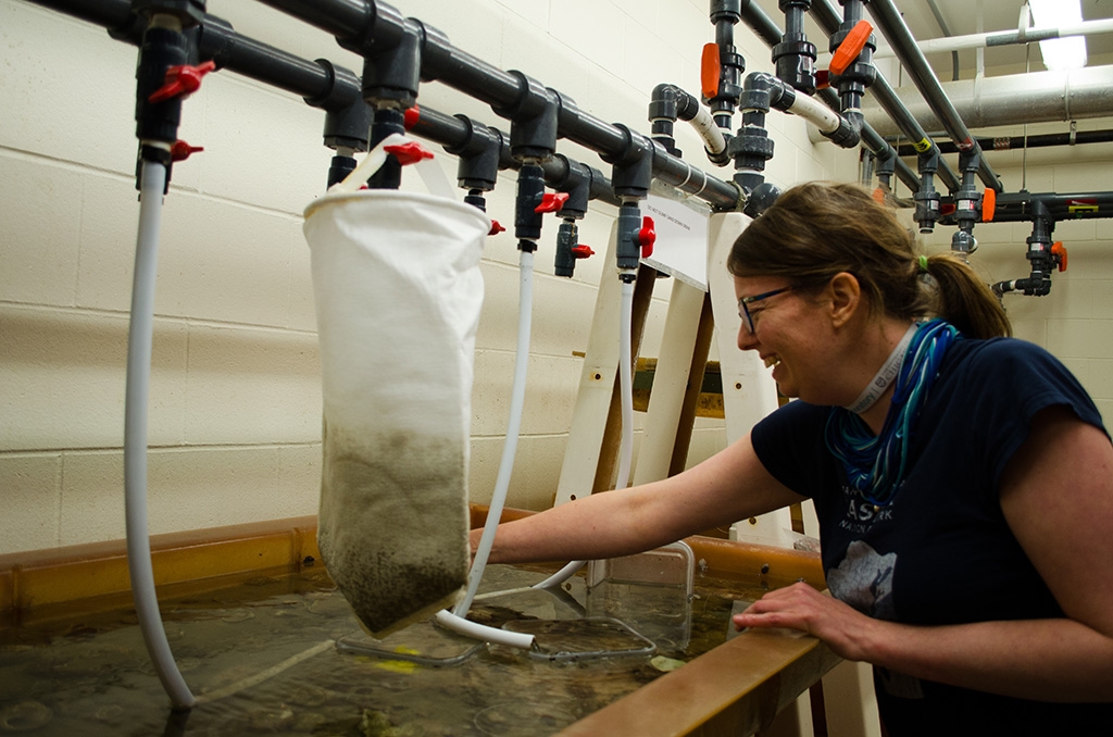 Maryna Lesoway, a Whitman Center Early Career Investigator, grows snails to investigate germ line development.