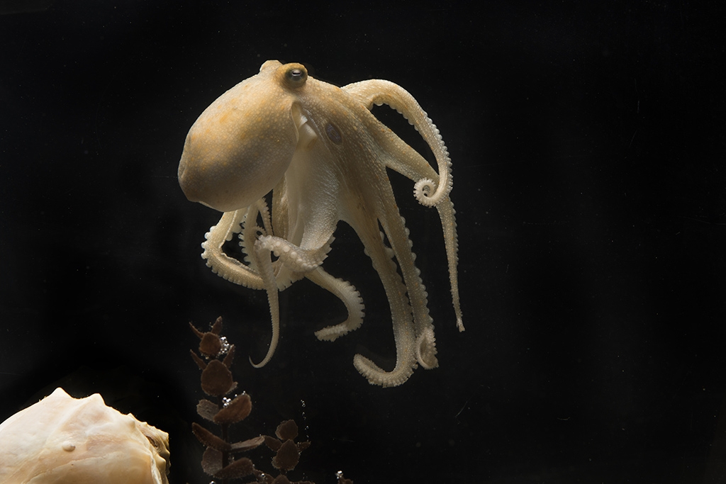 The California two-spot octopus, Octopus bimaculoides, was the first octopus genome to be sequenced (in 2015).