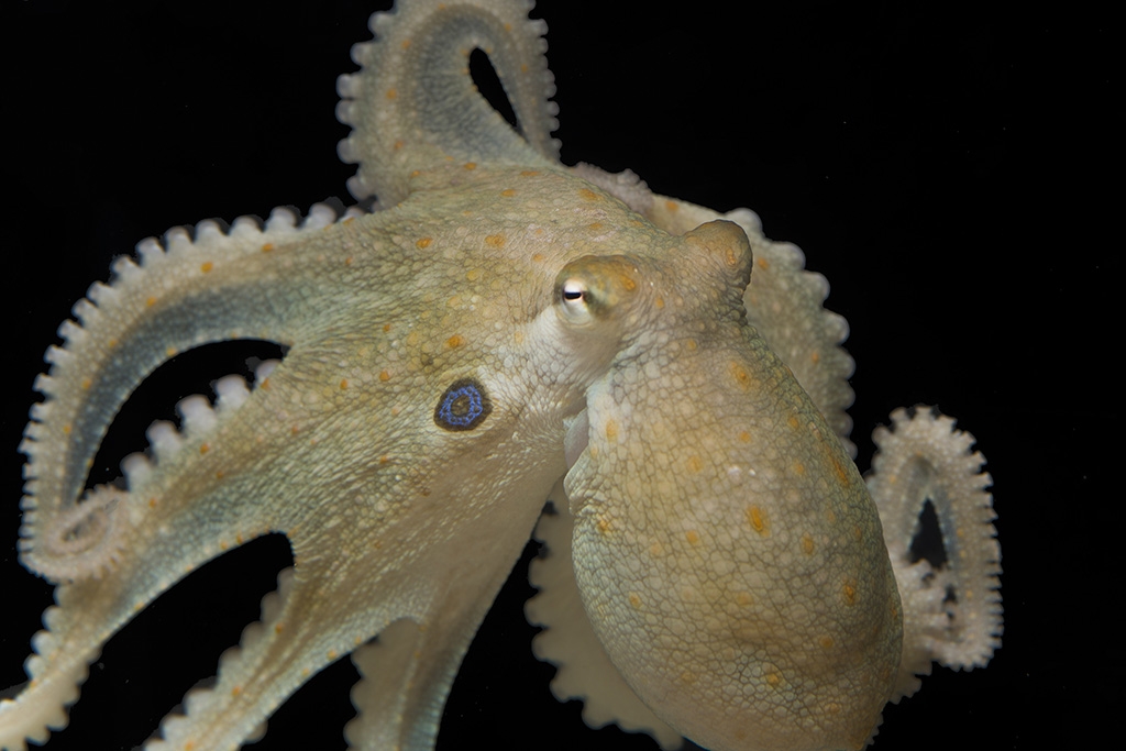 The California two-spot octopus (Octopus bimaculoides).