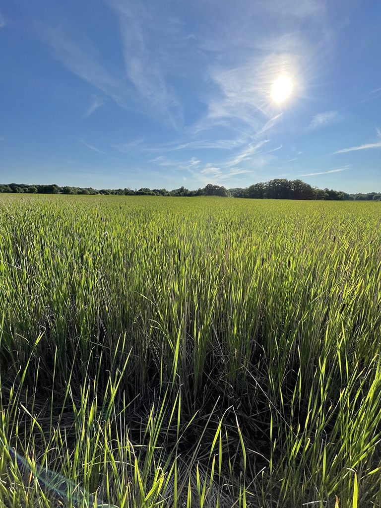 A photo of a saltmarsh with the cordgrass (S. alterniflora) in the foreground. 