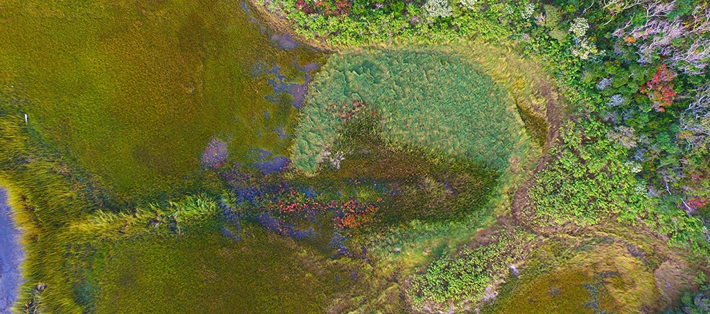 This drone image shows one of the Great Sippewissett Marsh experimental plots treated with increased nitrogen.