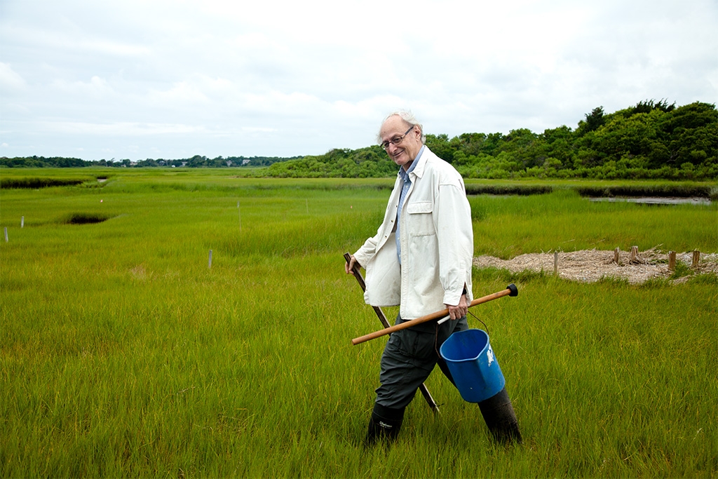 Valiela does field work in Great Sippewissett Marsh in 2014. Credit: Daniel Cojanu