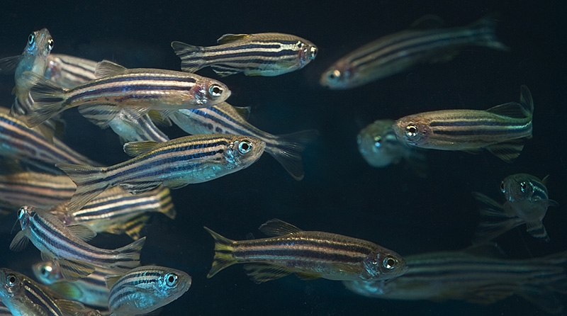 Zebrafish (Danio rerio) in a lab.
