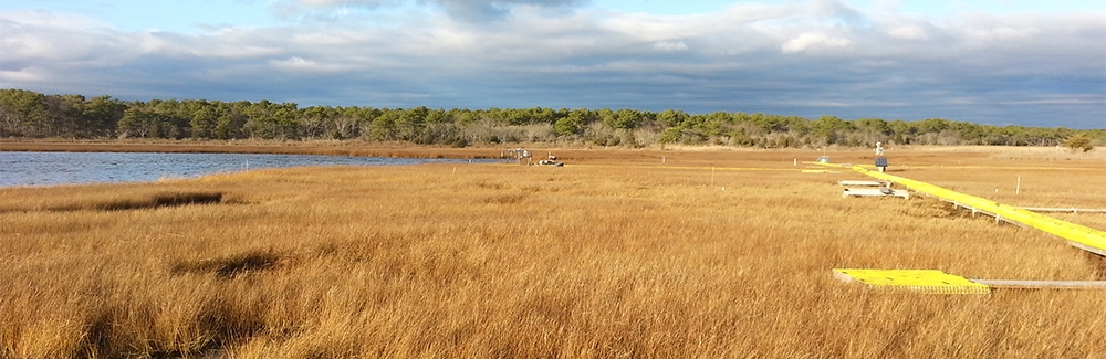 Sage Lot Pond reference marsh in Mashpee, Mass. Credit: Joanna Carey