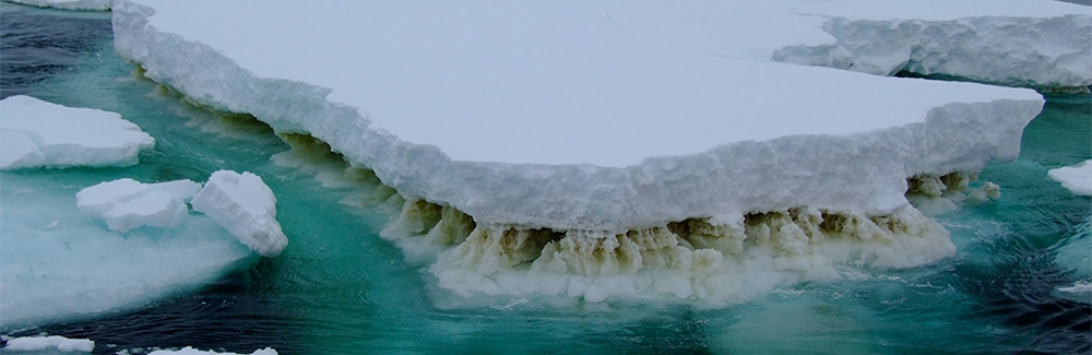 Sea ice in Antarctica showing a brown layer of ice algae.