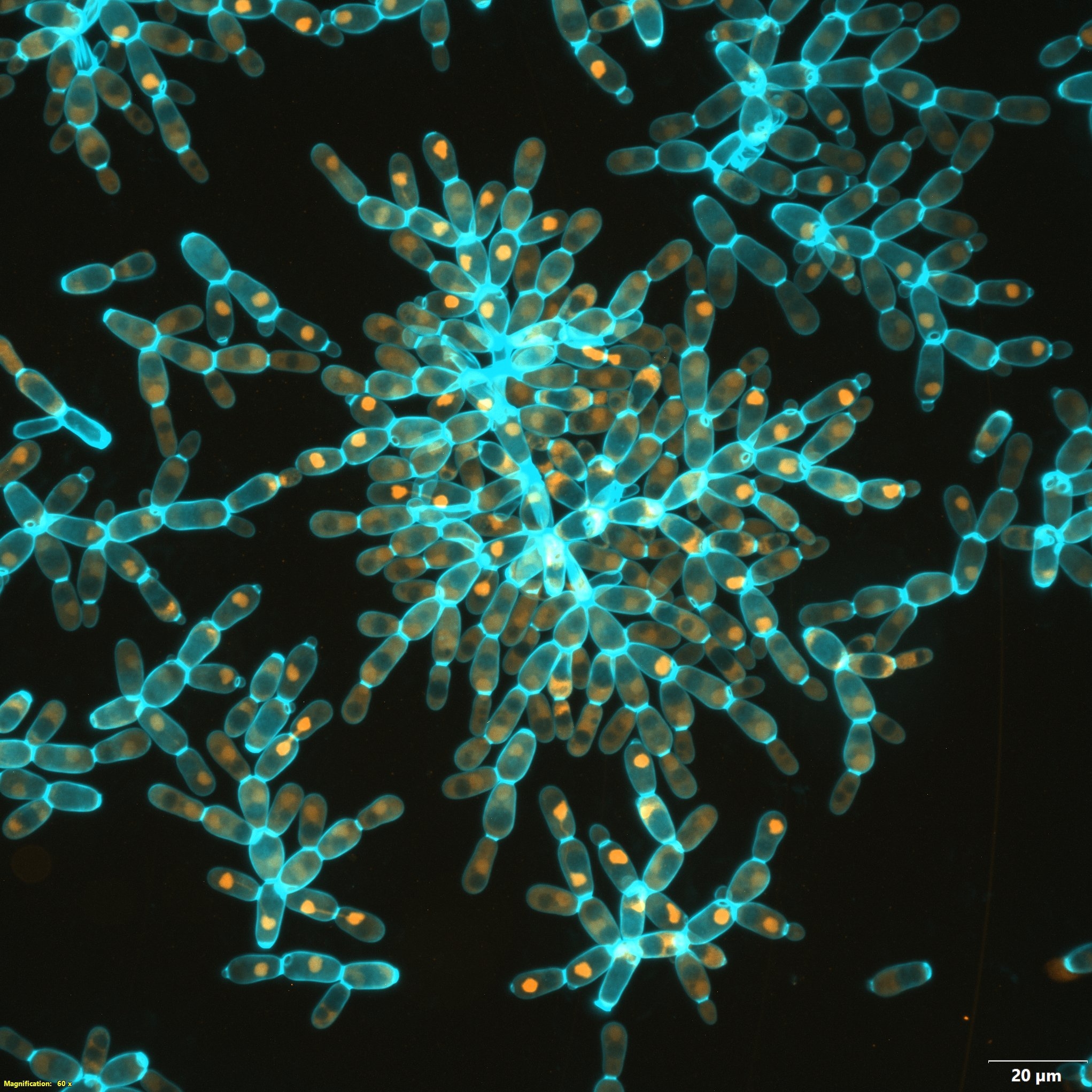 Yeast snowflake. This starry cluster of yeast cells is the result of experiments that probed the evolution of multicellular organisms. Researchers selected large cells that evolved to form branching clumps.