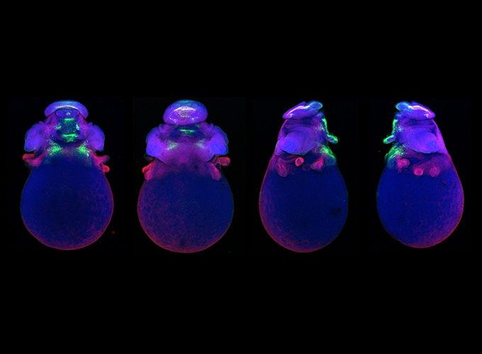 Expression of two hox genes in the squid Doryteuthis pealeii.