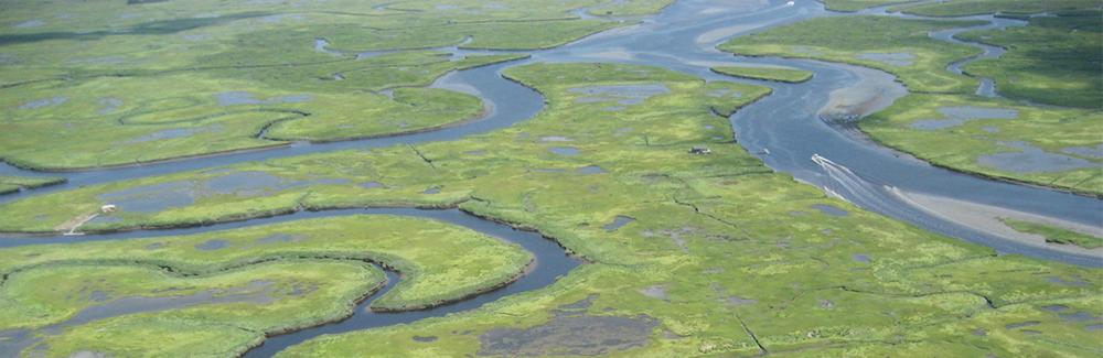 Salt marshes sequester carbon at rates more than an order of magnitude greater than their terrestrial counterparts. Core samples for this study where taken from this marsh in Rowley, Mass., part of the Plum Island Ecosystems NSF-LTER site. Credit: Aber, Aber, and Valentine 2009. Salt marshes sequester carbon at rates more than an order of magnitude greater than their terrestrial counterparts. Core samples for this study where taken from this marsh in Rowley, Mass., part of the Plum Island Ecosystems NSF-LTE