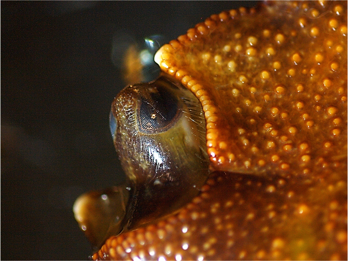 An unidentified species of crab at 1.6 Magnification on a ZEISS Stemi 508. 