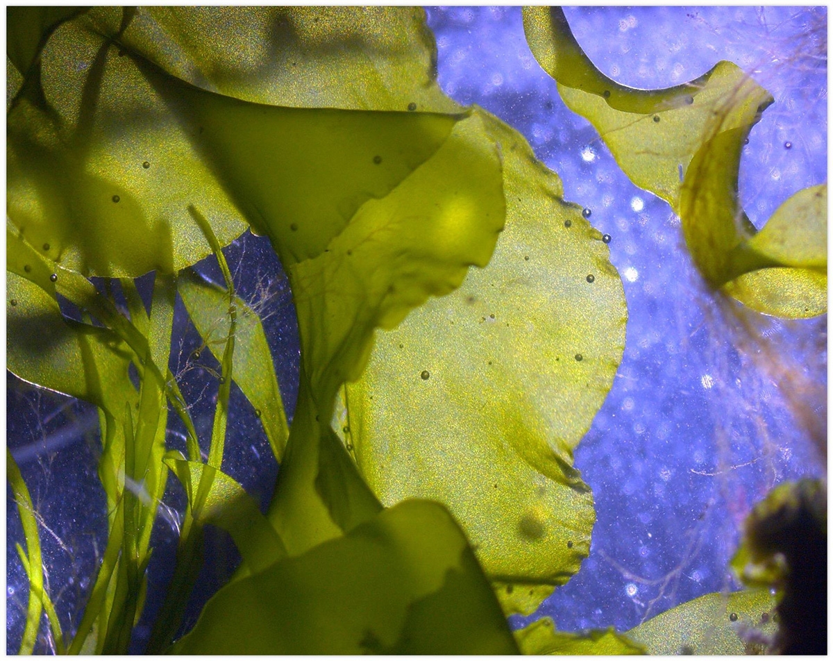 Sea Lettuce (Ulva lactuca) at 0.63x Magnification on a ZEISS Stemi 508. 