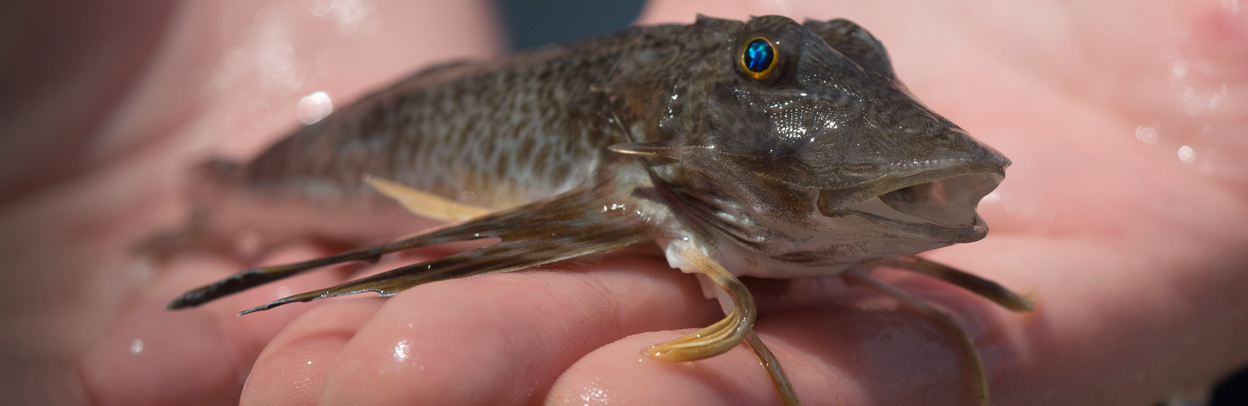 juvenile sea robin in someone's hands