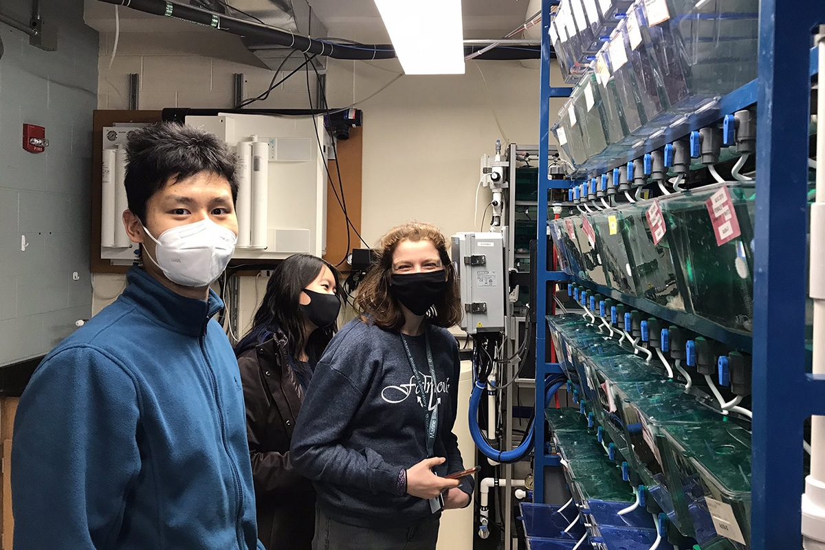 Axolotls are masters of regeneration and students in the UChicago Spring Quarter at MBL toured course director Karen Echeverri’s axolotl facilities during the Stem Cells and Regeneration course.