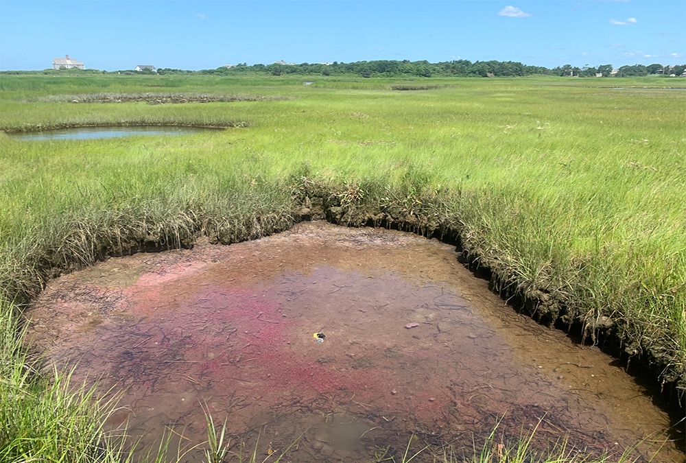 pink berries in marsh