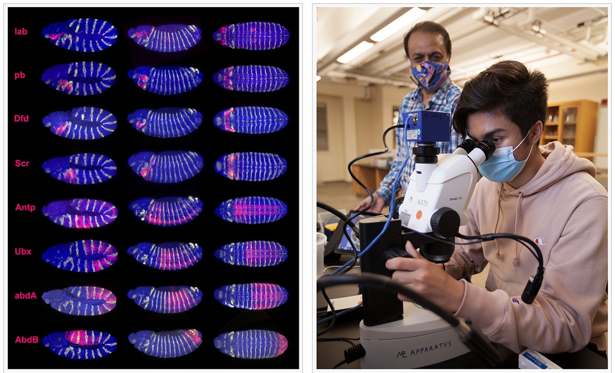 Microscopy image at left and Nipam with a student at microscope at right.