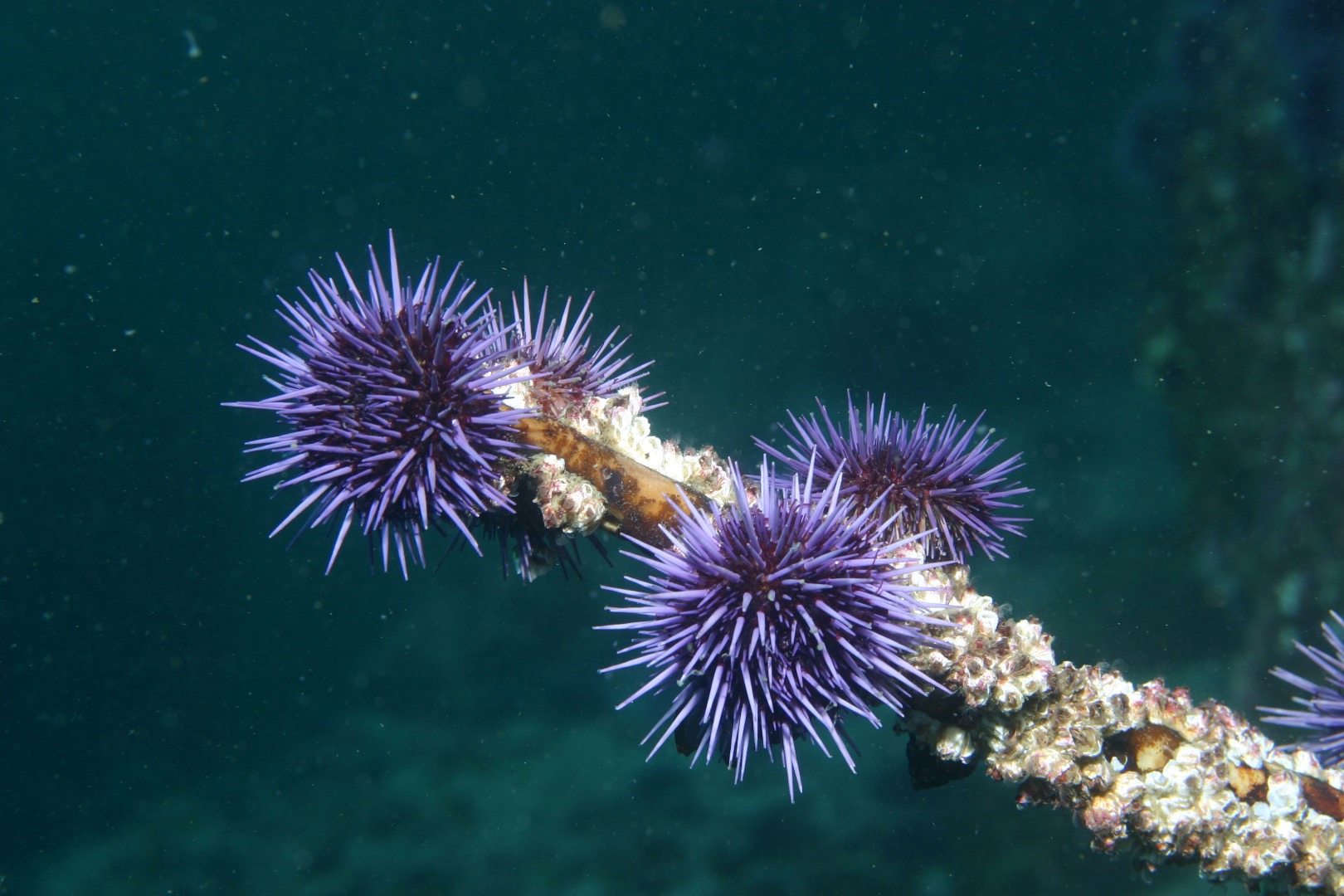 sea urchins