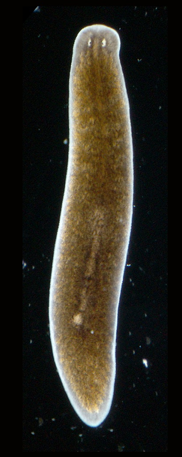 planarian