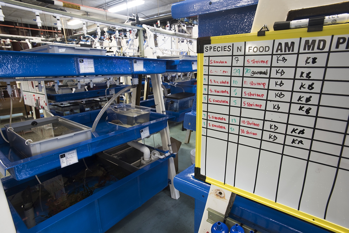 Cephalopod mariculture tanks at the Marine Biological Laboratory. 