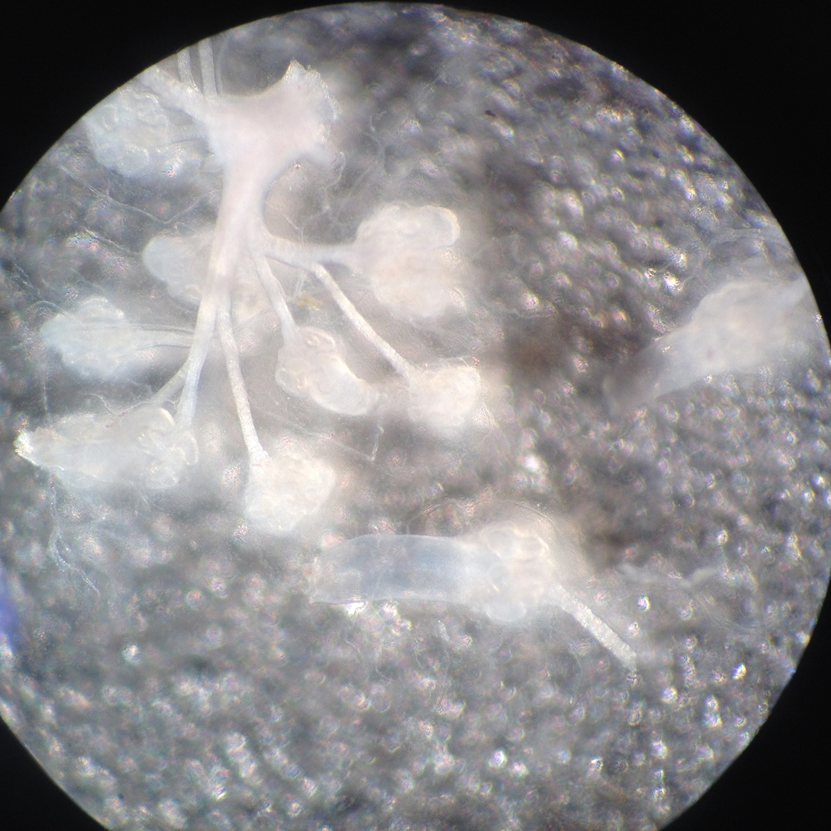 Skate electroreceptors imaged at UCSF.