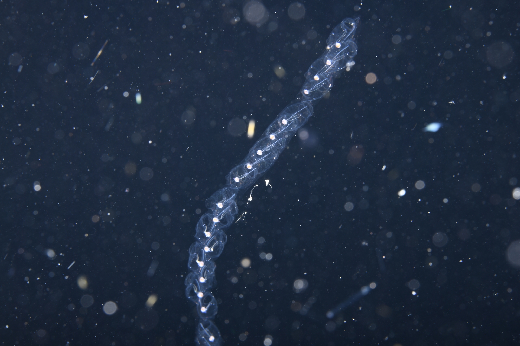 Interlocking, genetically identical salp individuals fit together in a chain. The slight angle of each animal gives rise to unique spinning and coiling of the whole chain. Credit: Brad Gemmell