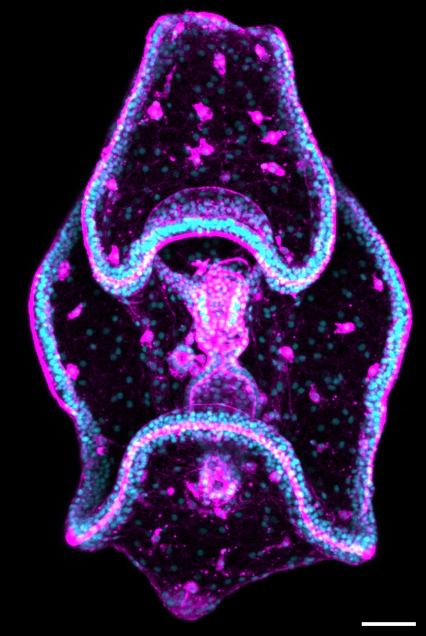 Sea cucumber larva showing nuclei (cyan) and actin (magenta).