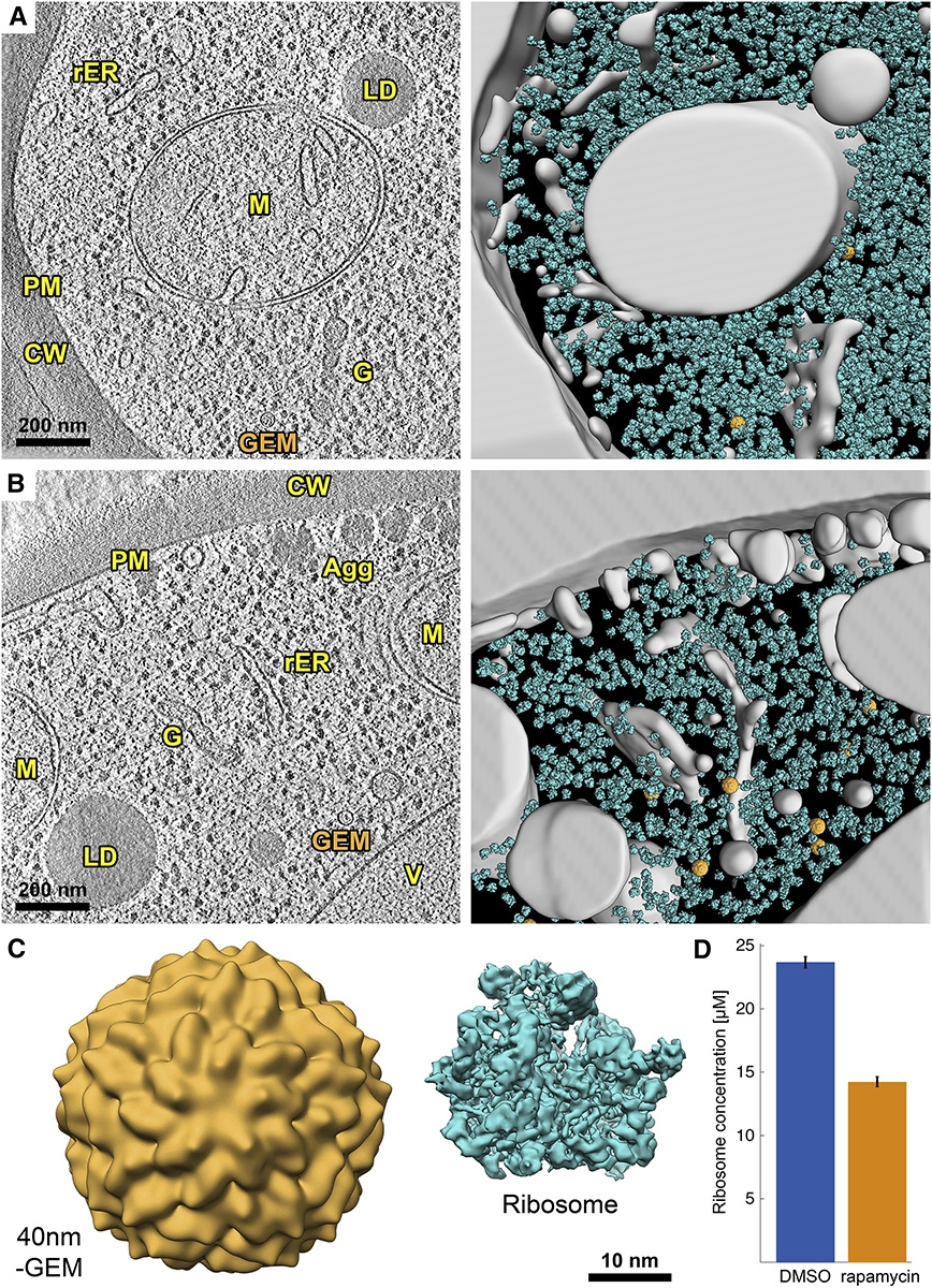 This figure shows ribosome concentration dramatically decreases upon mTORC1 inhibition. In situ cryo-electron tomography of FIB-Milled S. cerevisiae.