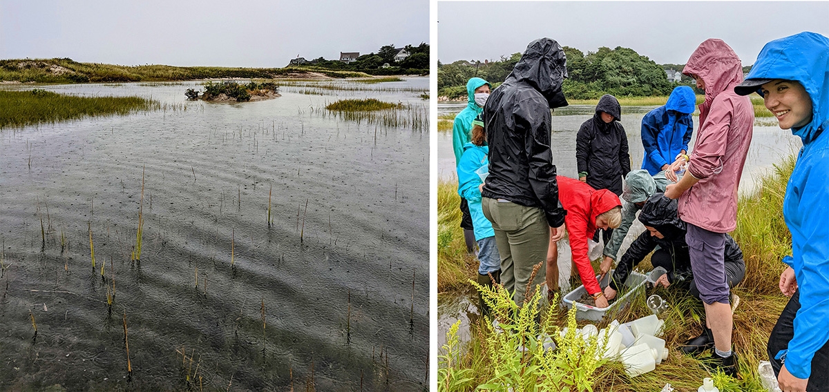 SES students collecting samples on a rainy September day in Little Sippiwissett Marsh.