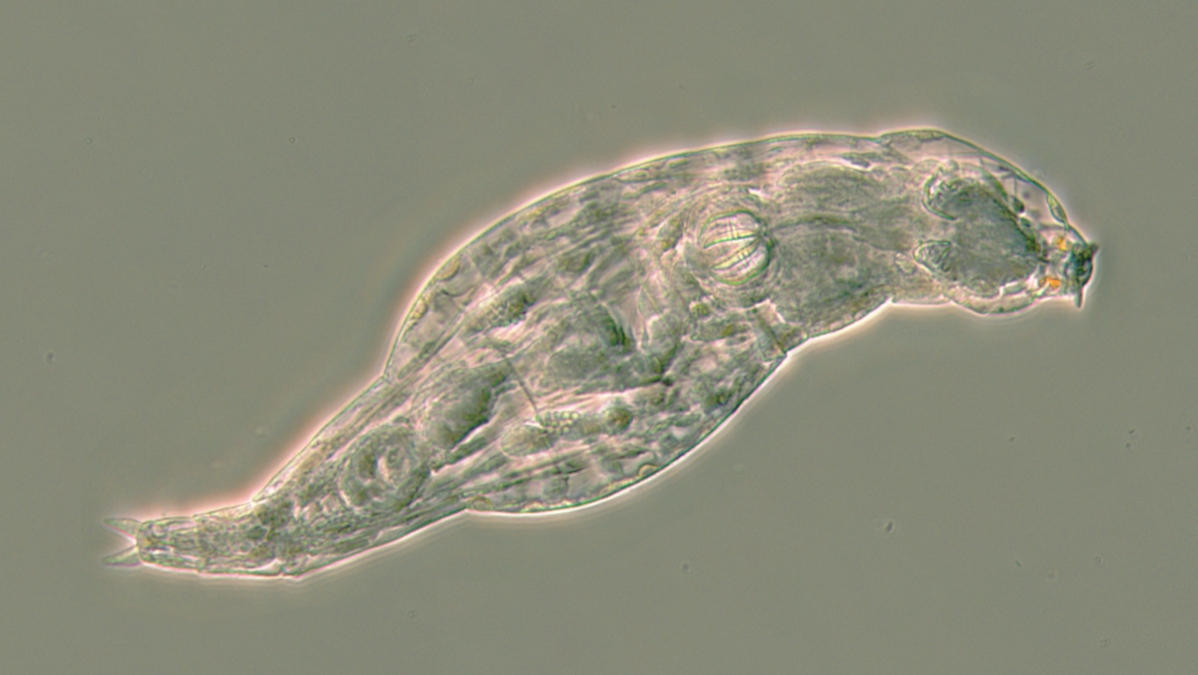 This rotifer has just survived a life-threatening infection. When a fungal disease attacked, she switched on hundreds of genes that her ancestors copied from microbes, including antibiotic recipes stolen from bacteria