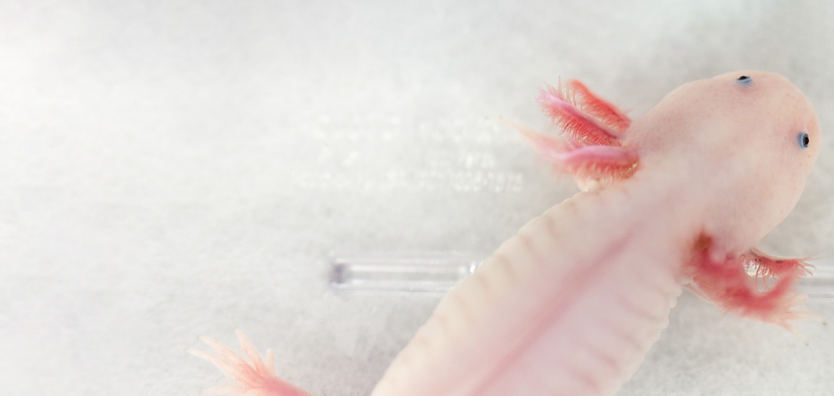 Axolotl in the Karen Echeverri Lab.