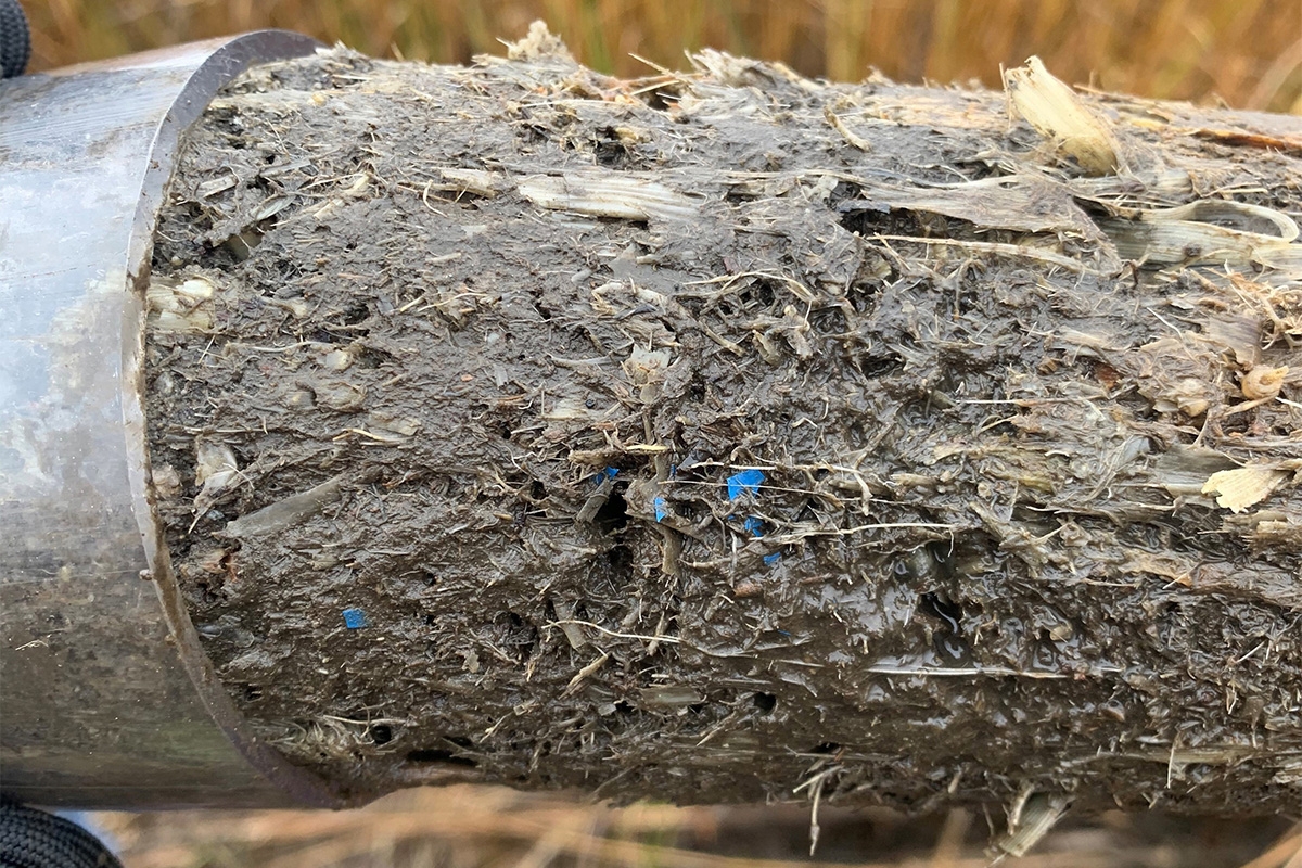 A sediment core sample from New Bedford Harbor, Mass. with microplastic debris (blue flecks) clearly visible.
