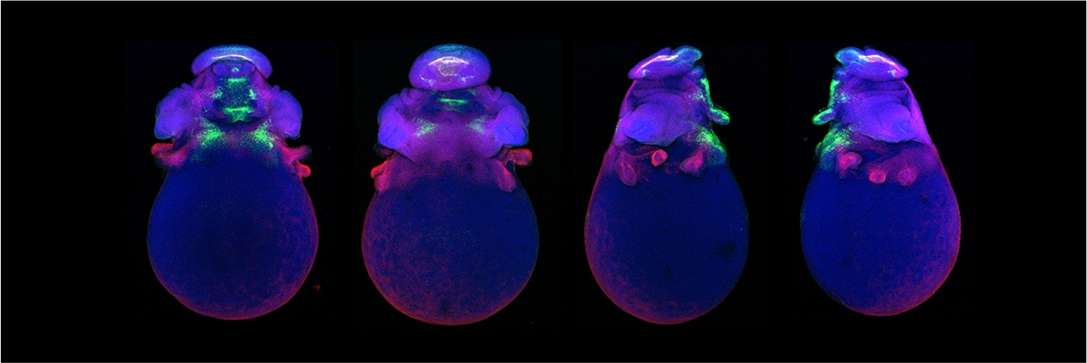 Expression of two hox genes in the squid Doryteuthis pealeii.