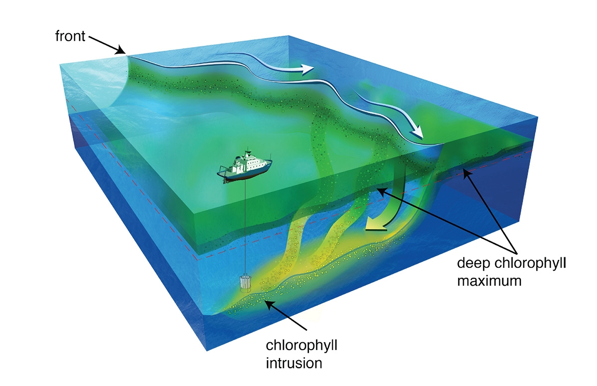 Researchers sampled biological communities and found that intrusions contribute substantially to carbon export.