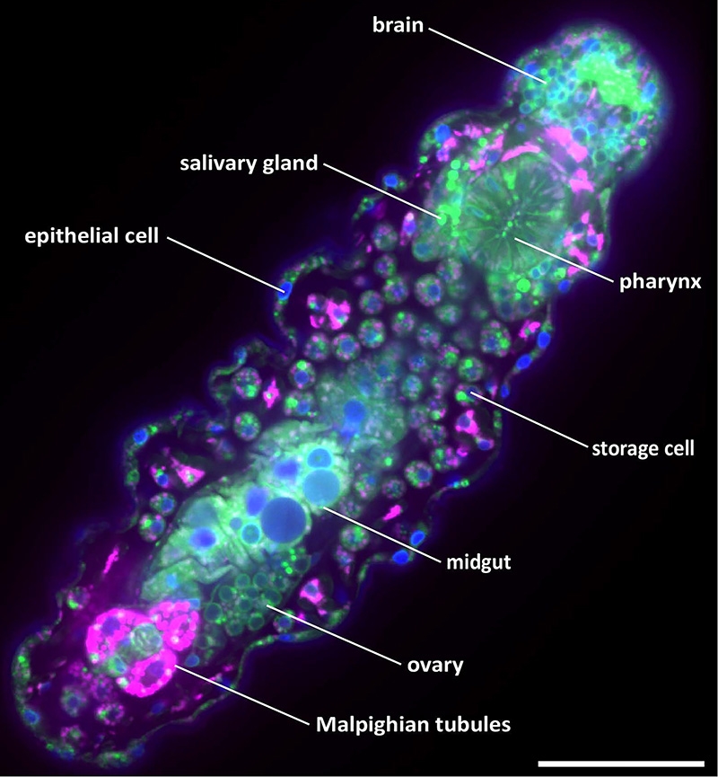 tardigrade