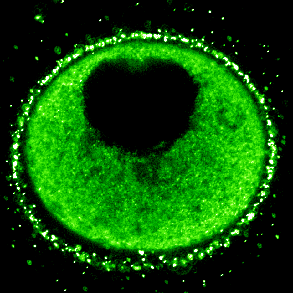 sea star oocyte