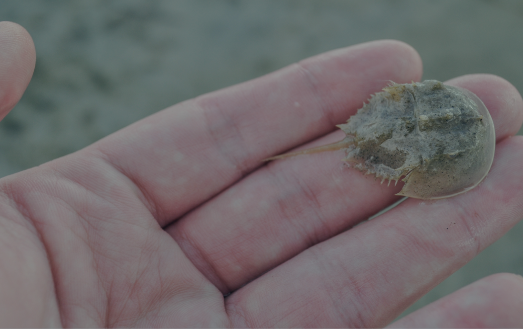 Baby Horseshoe crab in person's hand.